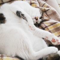 Tekir Kedi, Kedi  Paşa fotoğrafı
