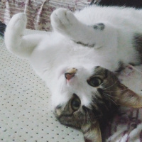Tekir Kedi, Kedi  Paşa fotoğrafı