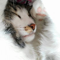 Tekir Kedi, Kedi  Paşa fotoğrafı