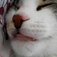 Tekir Kedi, Kedi  Paşa fotoğrafı