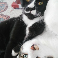 Tekir Kedi, Kedi  Paşa fotoğrafı