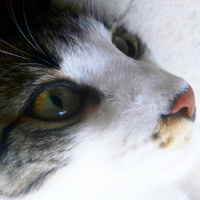 Tekir Kedi, Kedi  Paşa fotoğrafı