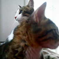 Tekir Kedi, Kedi  Paşa fotoğrafı