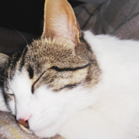 Tekir Kedi, Kedi  Paşa fotoğrafı