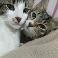Tekir Kedi, Kedi  Paşa fotoğrafı