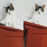 Tekir Kedi, Kedi  Paşa fotoğrafı