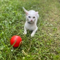 Ankara Kedisi, Kedi  Boncuk fotoğrafı