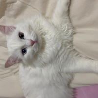 British Longhair, Kedi  Pamuk fotoğrafı