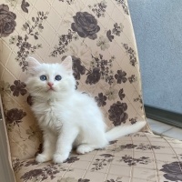 British Longhair, Kedi  Pamuk fotoğrafı