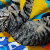 Tekir Kedi, Kedi  XXXXX fotoğrafı