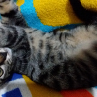 Tekir Kedi, Kedi  XXXXX fotoğrafı