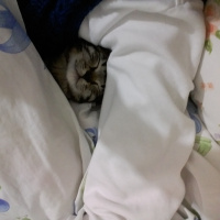 Tekir Kedi, Kedi  XXXXX fotoğrafı
