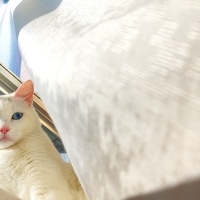 Van Kedisi, Kedi  Maya fotoğrafı
