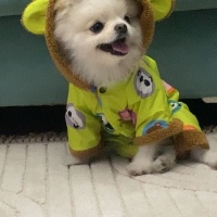 Pomeranyalı, Köpek  Pamuk fotoğrafı