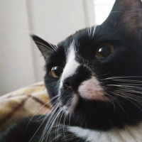 Tekir Kedi, Kedi  Efe fotoğrafı