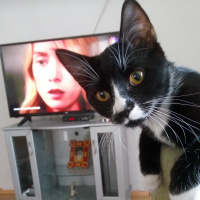 Tekir Kedi, Kedi  Efe fotoğrafı
