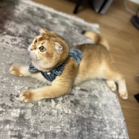 British Shorthair, Kedi  ginger fotoğrafı