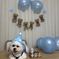 Shih Tzu, Köpek  Sütlaç fotoğrafı