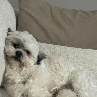 Shih Tzu, Köpek  Sütlaç fotoğrafı
