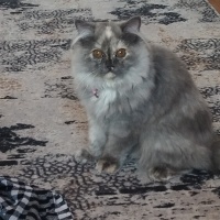 British Longhair, Kedi  Mia fotoğrafı