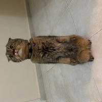 Scottish Fold, Kedi  Çilek 🍓 fotoğrafı