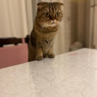 Scottish Fold, Kedi  Çilek 🍓 fotoğrafı