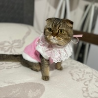Scottish Fold, Kedi  Çilek 🍓 fotoğrafı