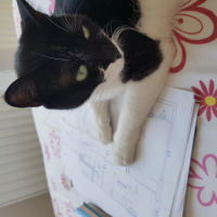 Tekir Kedi, Kedi  Ömüş fotoğrafı