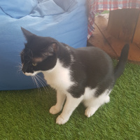 Tekir Kedi, Kedi  Ömüş fotoğrafı