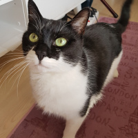 Tekir Kedi, Kedi  Ömüş fotoğrafı