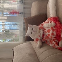 British Shorthair, Kedi  Suşi fotoğrafı