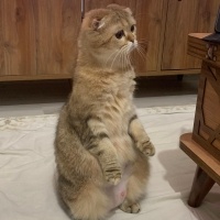 Scottish Fold, Kedi  Firuze fotoğrafı