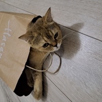 British Shorthair, Kedi  Şuşu fotoğrafı