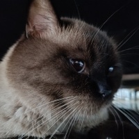 British Shorthair, Kedi  Gümüş fotoğrafı