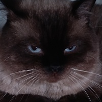 British Shorthair, Kedi  Gümüş fotoğrafı