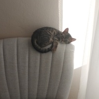 Tekir Kedi, Kedi  Arya fotoğrafı