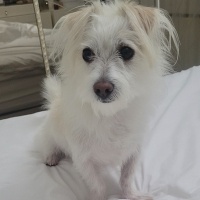Maltese, Köpek  Pamuk fotoğrafı