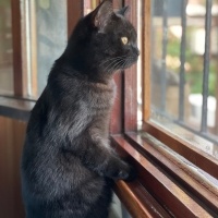 British Shorthair, Kedi  Kömür fotoğrafı