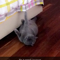 British Shorthair, Kedi  Güclü fotoğrafı