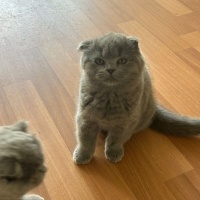 Scottish Fold, Kedi  Pati fotoğrafı