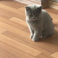 Scottish Fold, Kedi  Pati fotoğrafı