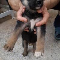 Alman Çoban Köpeği, Köpek  tyson fotoğrafı