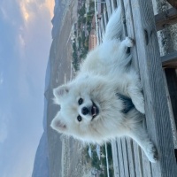 Pomeranyalı, Köpek  oscar fotoğrafı