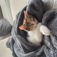 Tekir Kedi, Kedi  Hera fotoğrafı