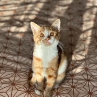 Sarman, Kedi  Paşa fotoğrafı