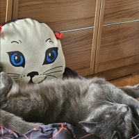Mavi Rus, Kedi  Kara fotoğrafı