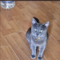 Mavi Rus, Kedi  Kara fotoğrafı