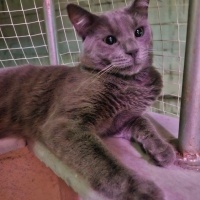 Mavi Rus, Kedi  Kara fotoğrafı