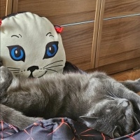 Mavi Rus, Kedi  Kara fotoğrafı