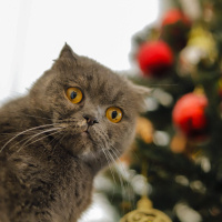 British Shorthair, Kedi  Sherlock fotoğrafı